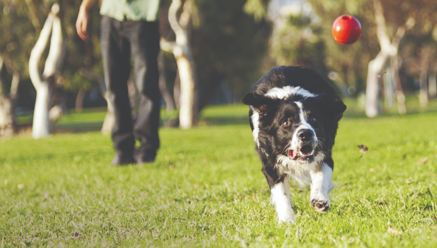 Border Collie jaker en rød ball på et møkkete område