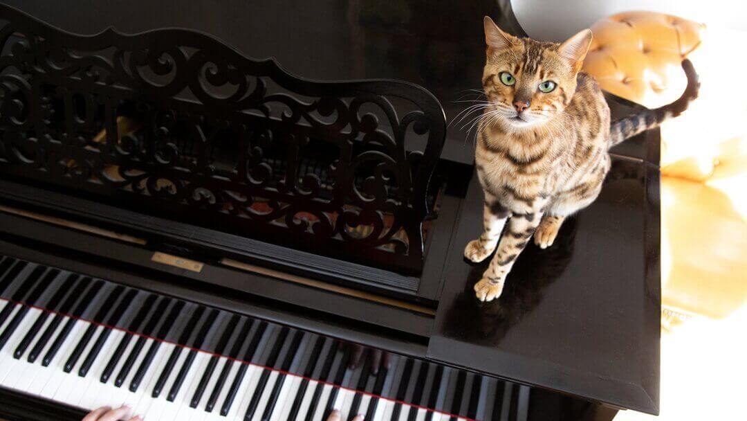 Liker katter musikk? 