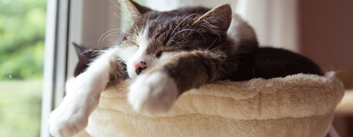 Kan Katter Ha Drømmer og Mareritt? 
