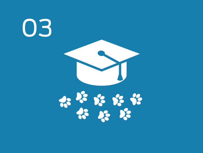 Infografisk kjæledyrundervisning