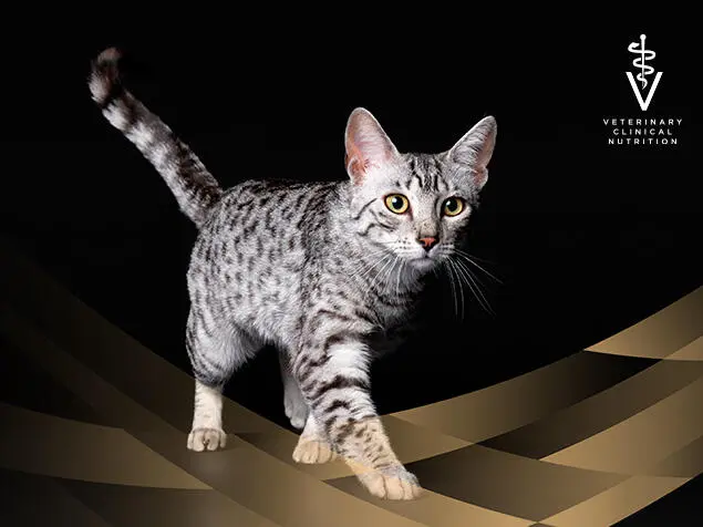 Oppdag PRO PLAN Veterinary Diets for katter