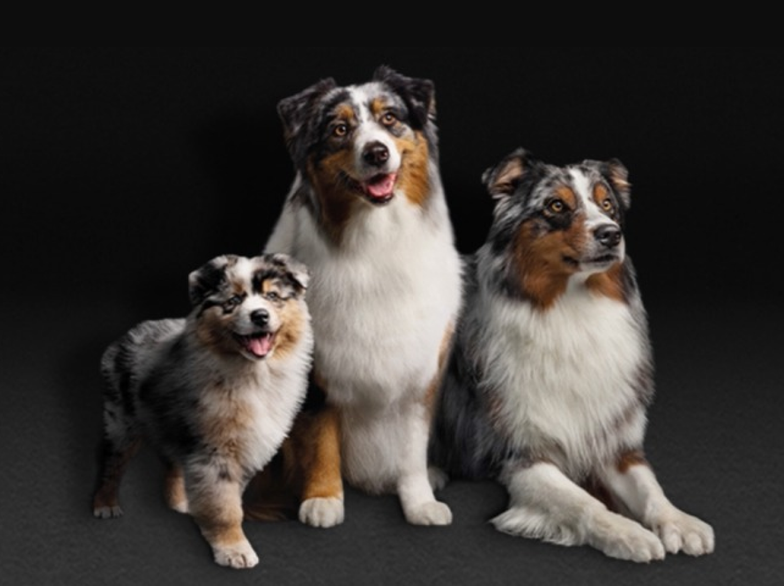 PRO PLAN De tre livsstadiene til en hund