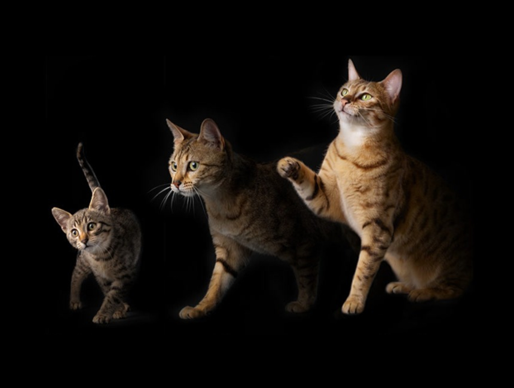 PRO PLAN De tre livsstadiene til en katt