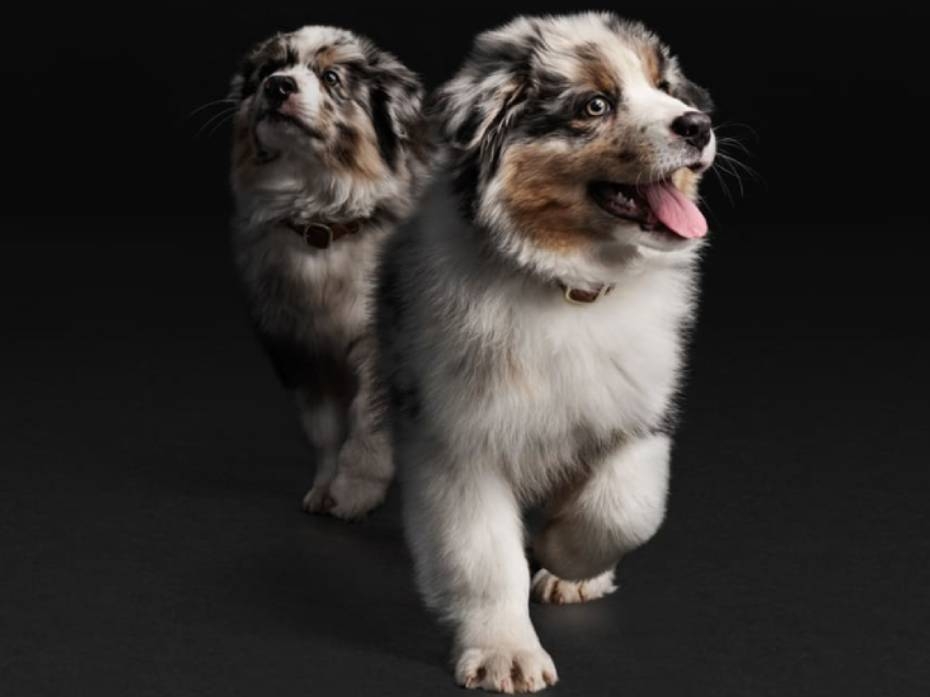 Fôring av valpen din