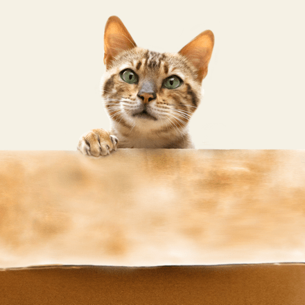 En brun stripet katt med grønne øyne titter opp over kanten av en flate.