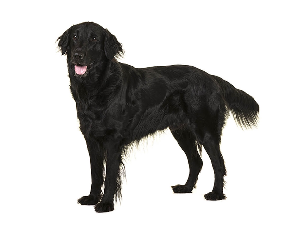 Flat coated retriever
