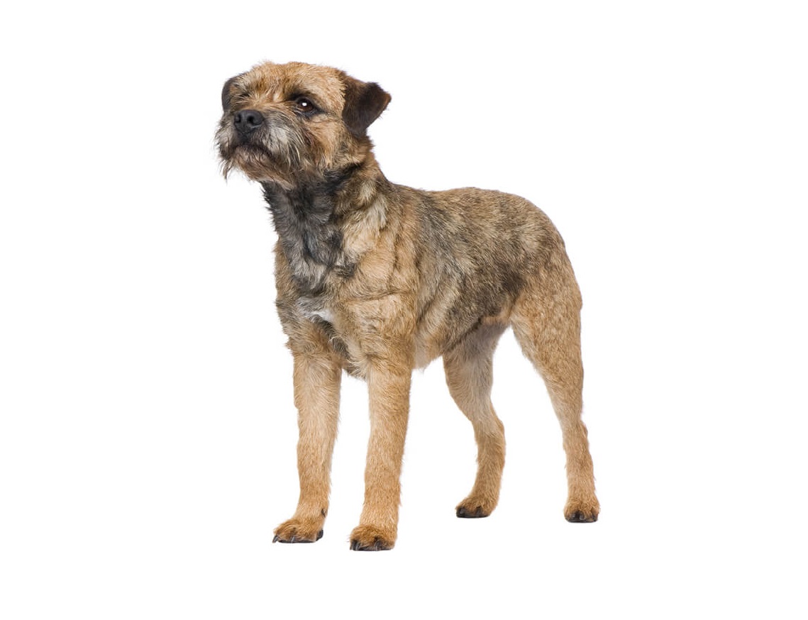 Border terrier