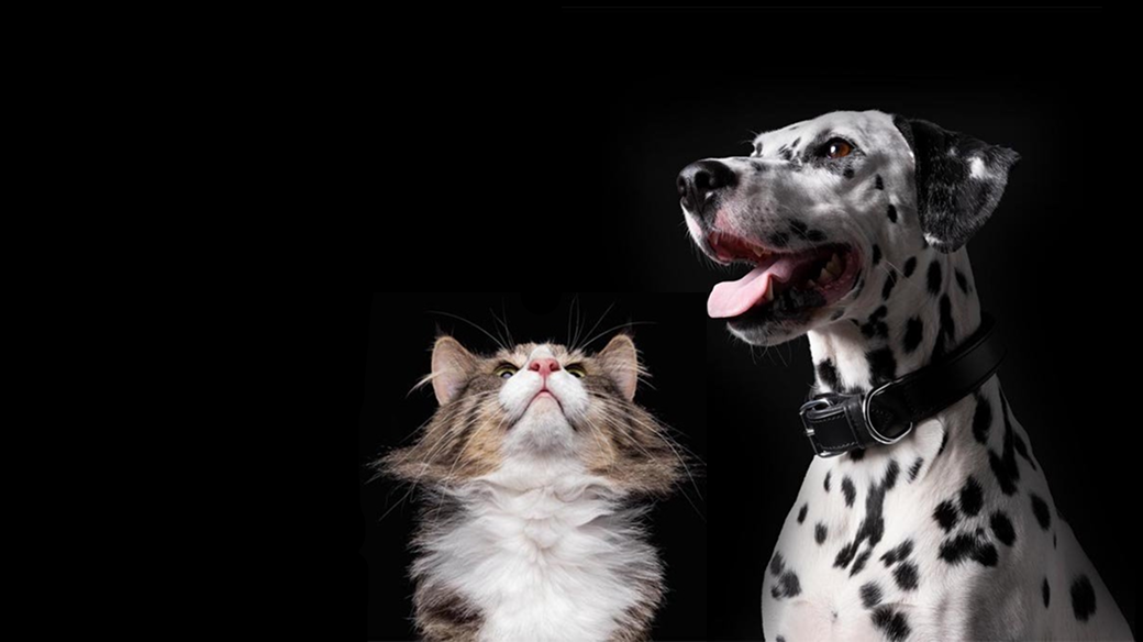 Katt och hund