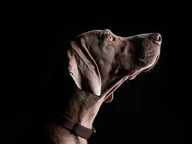PRO PLAN® Veterinary Diets til hund