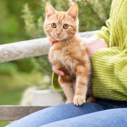 Navigasjons-CTA for "Katteprodukter"