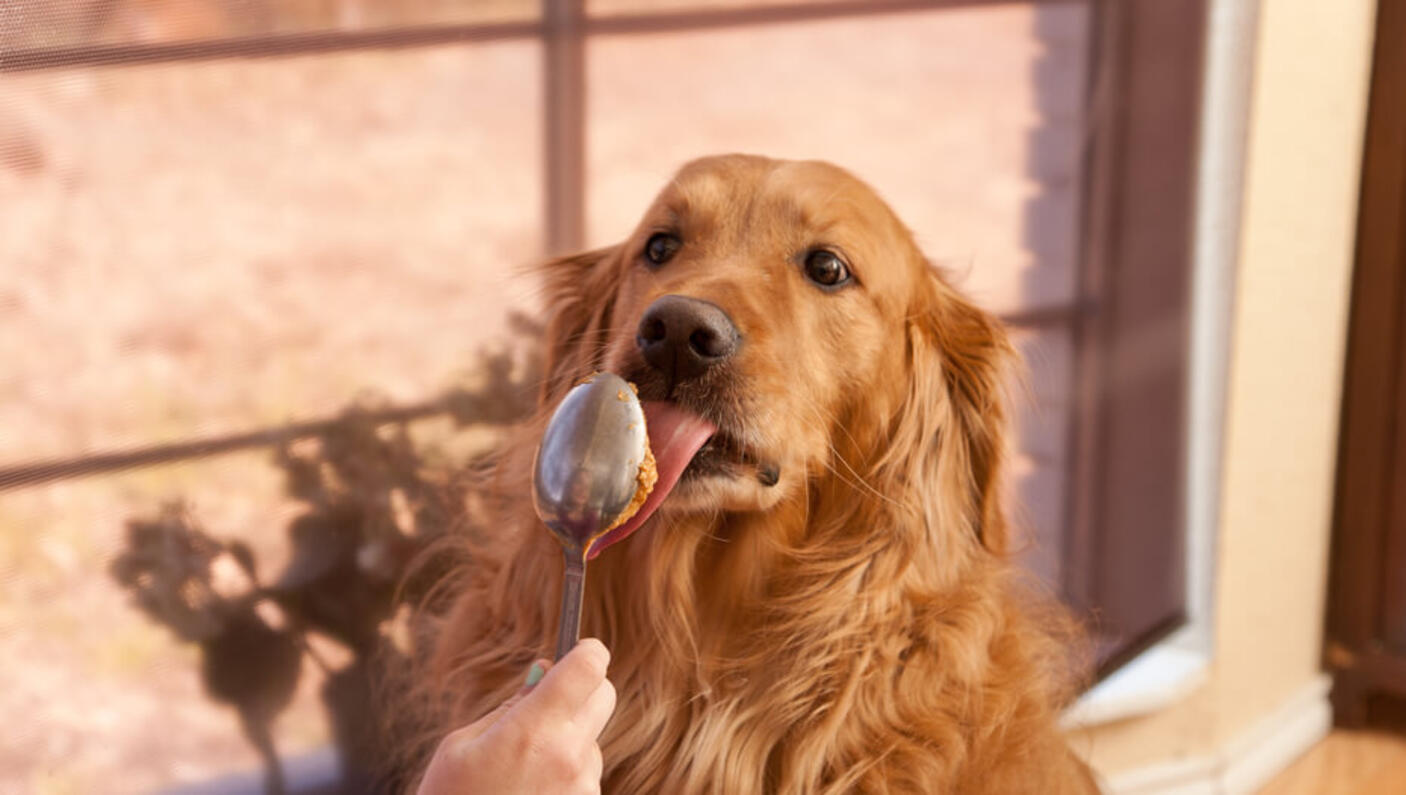 retriever slikker peanøttsmør av en skje