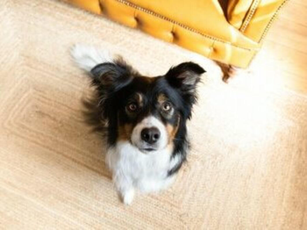 Tips til klikkertrening