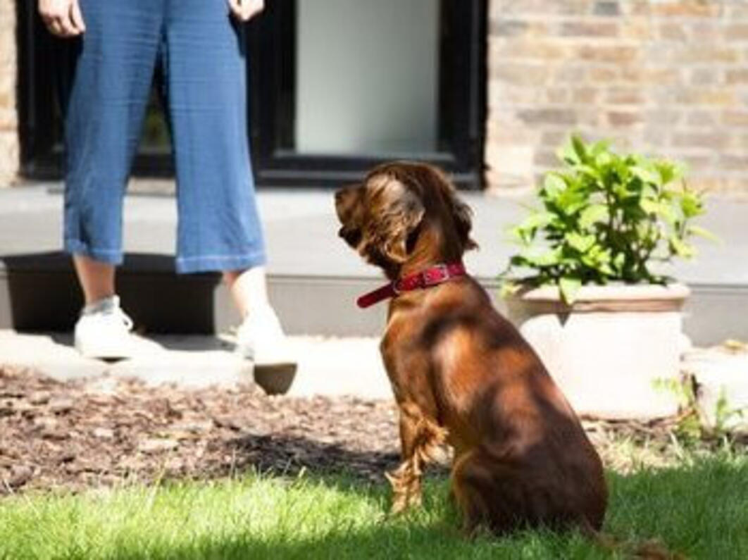 Hvordan lære en valp til å komme til deg