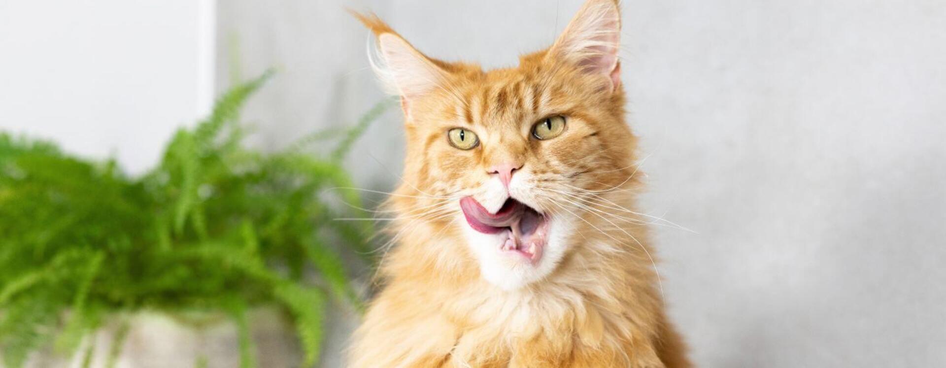 Slik får du katten din til å bruke kattekassen