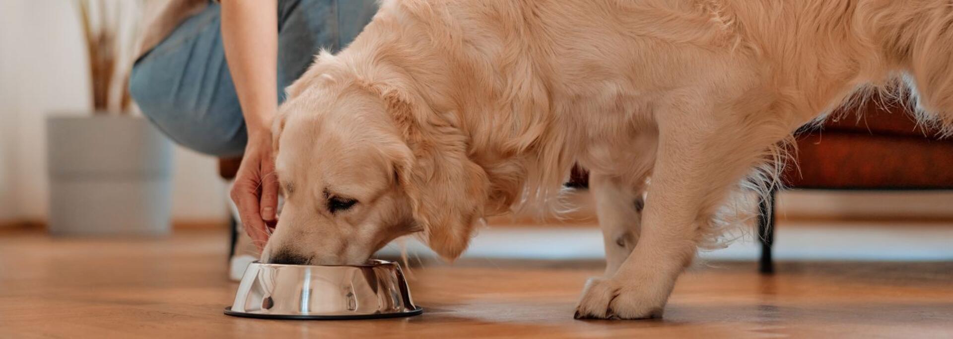 En kvinne serverer mat til en hund som spiser tørrfôr fra en skål.
