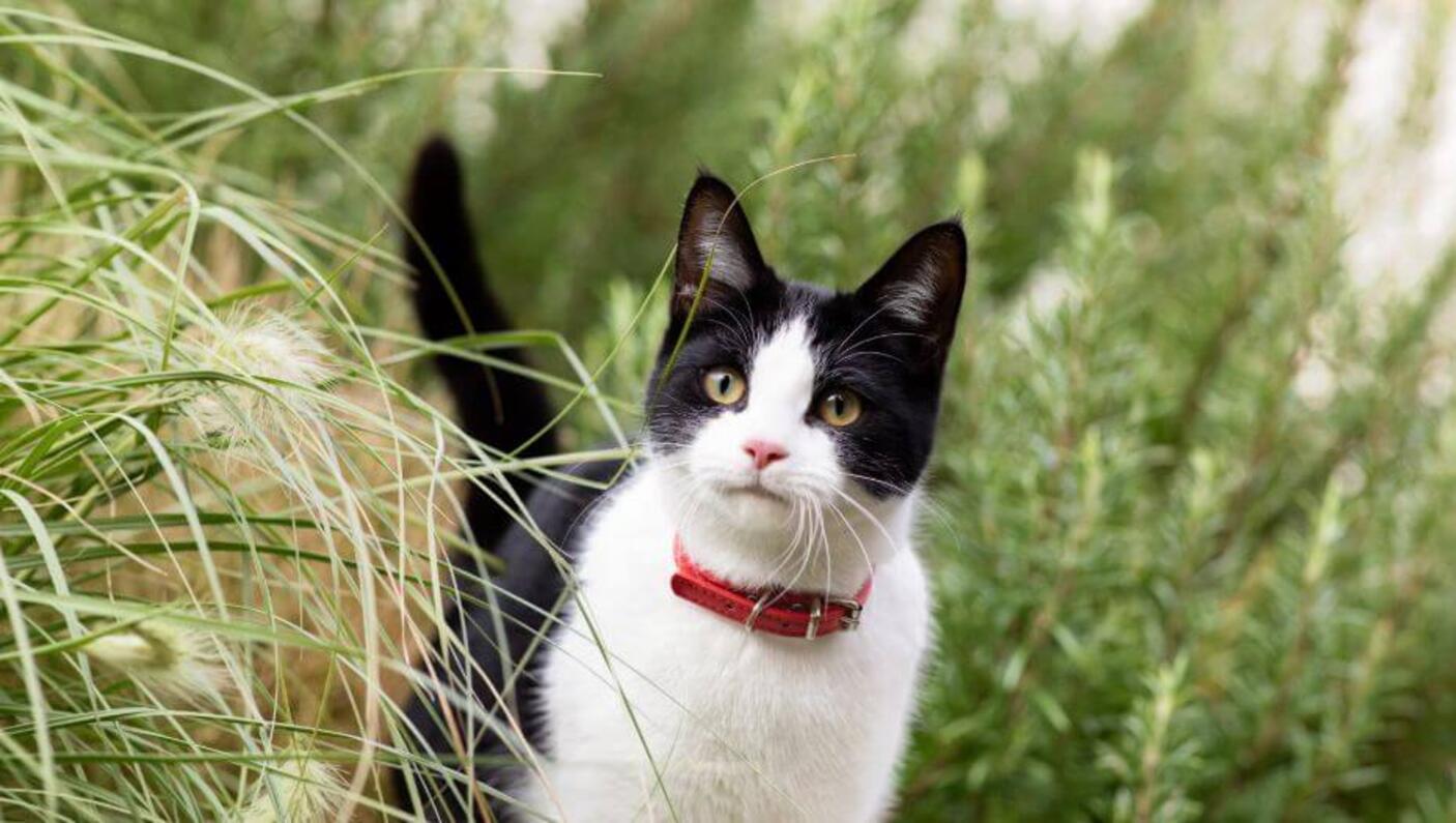 Katt i gresset.