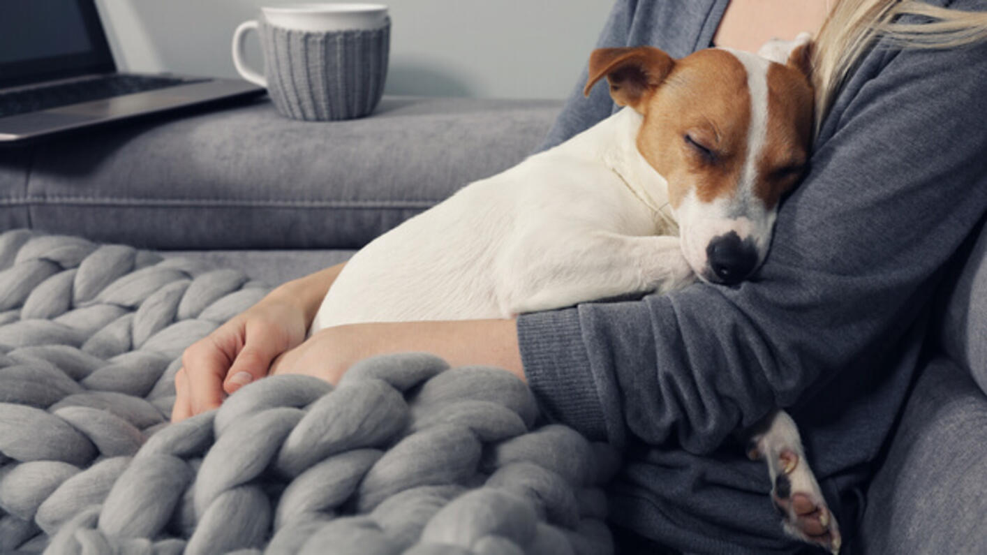 En jack russell-valp sover i eierens fang.