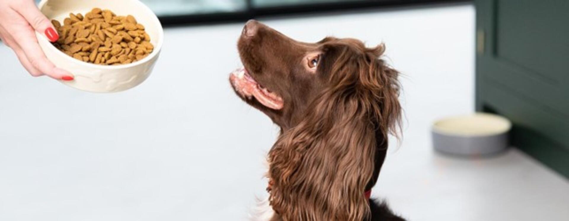 Hva skal du fôre hunden din