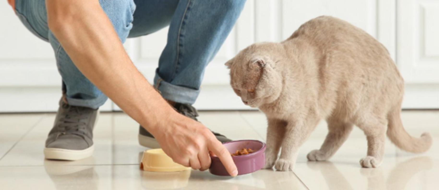 Når kan probiotika gjøre en forskjell for katten din