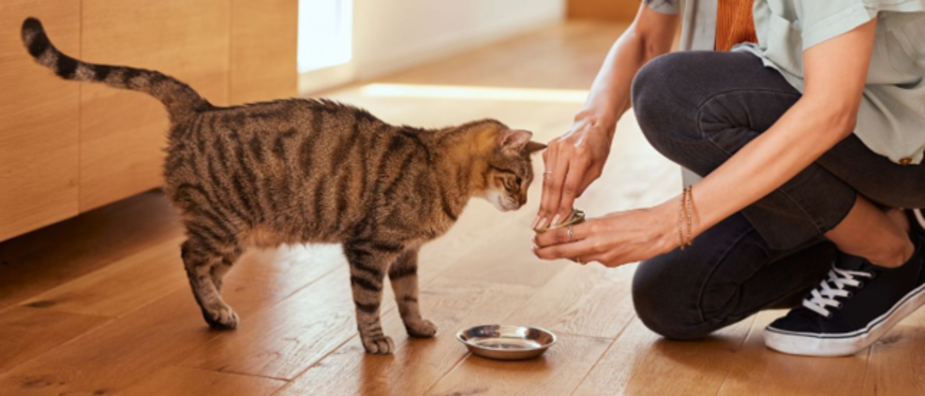 Velg det beste til katten din