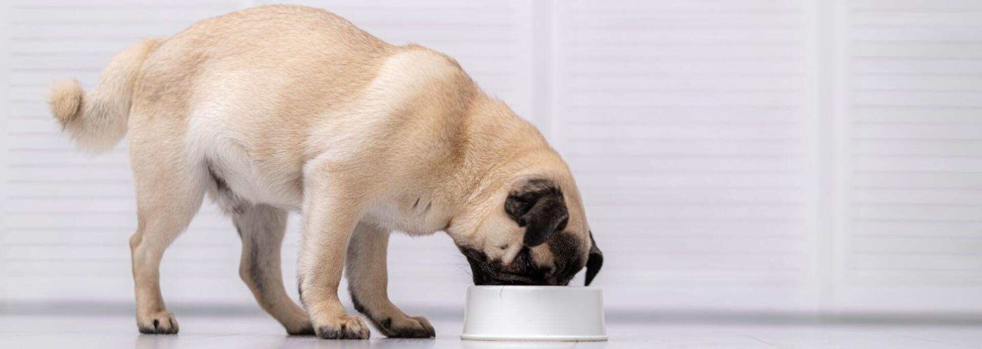 Mops som spiser tørrfôr for små valper hjemme.