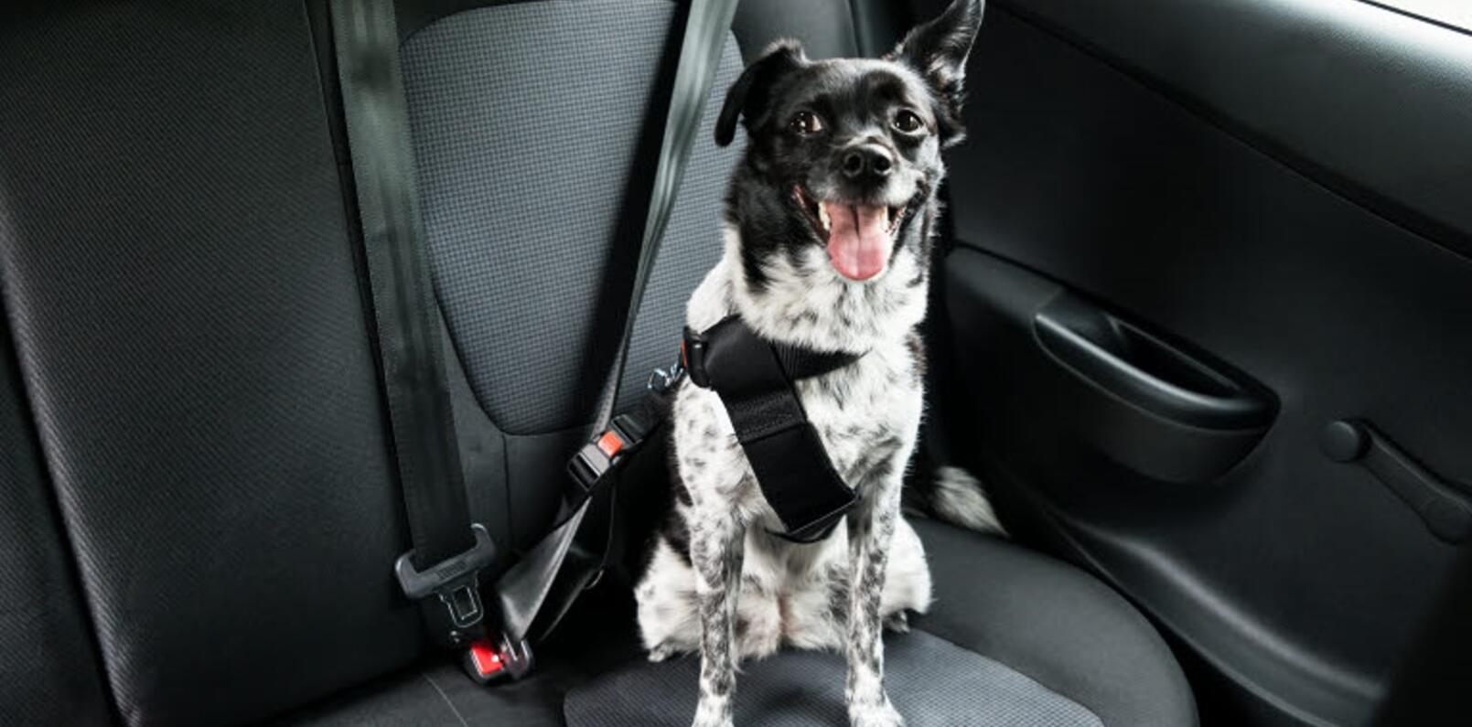 Gode råd til sikker kjøring med hund i bil