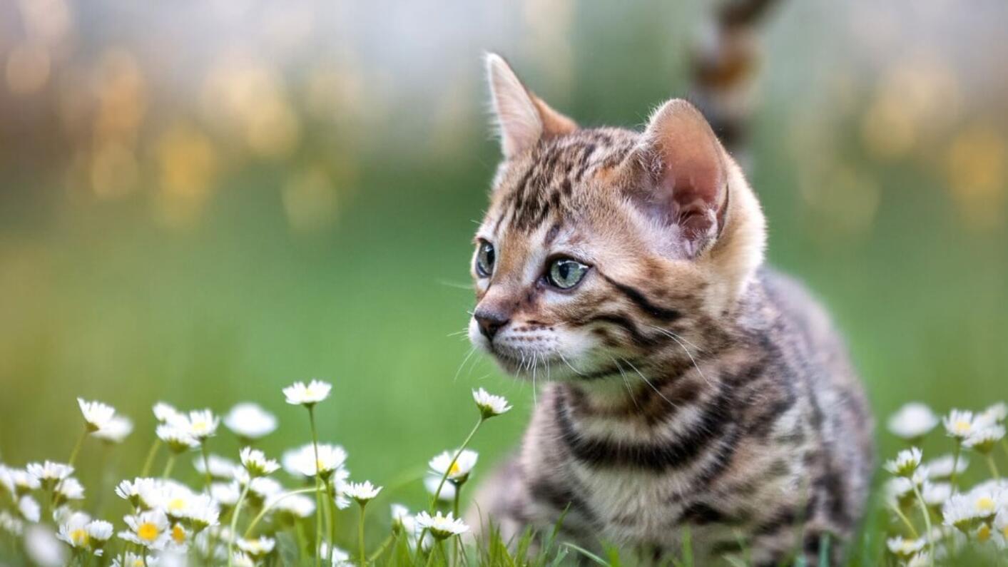 Kattunge i gresset og blant blomster.