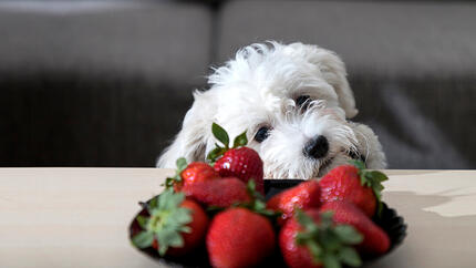 White dog looking at a bowl of strawberries