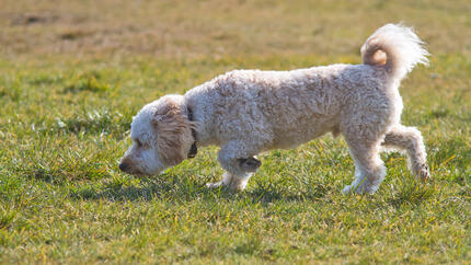 Gylden pelshund snuser på gresset