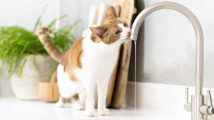 Hvorfor drikker katten din mye vann?