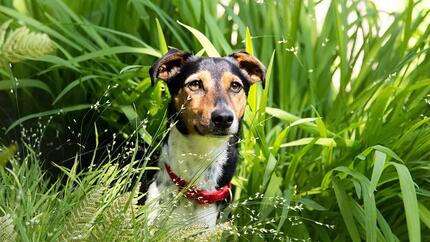 Hva du skal gjøre hvis hunden din forsvinner