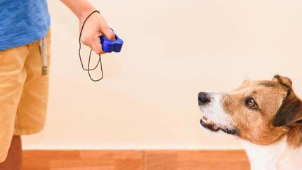 Hundeklikkertrening