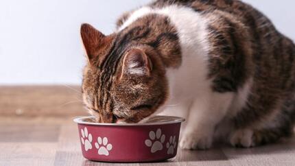 Probiotika for katter