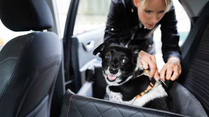 Gode råd til sikker kjøring med hund i bil
