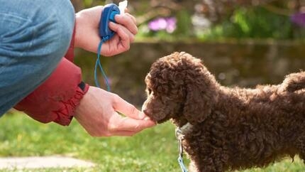 hundegodbiter til trening