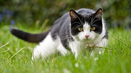 Katt i gresset.