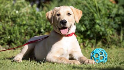 Labradoren ligger på plenen i bånd.