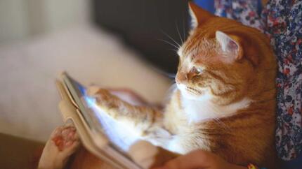 Smarte apper for deg og katten din
