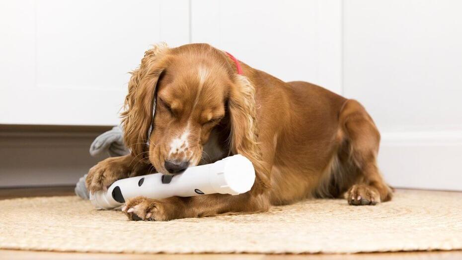 Brun spaniel leker med leketøy, liggende.