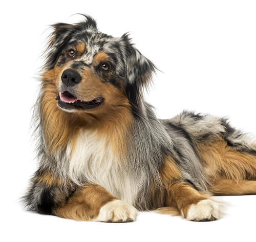 Australian Shepherd Dog