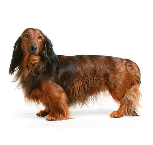 Langhåret dachshund