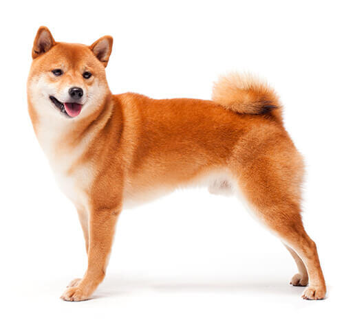 Japansk Shiba