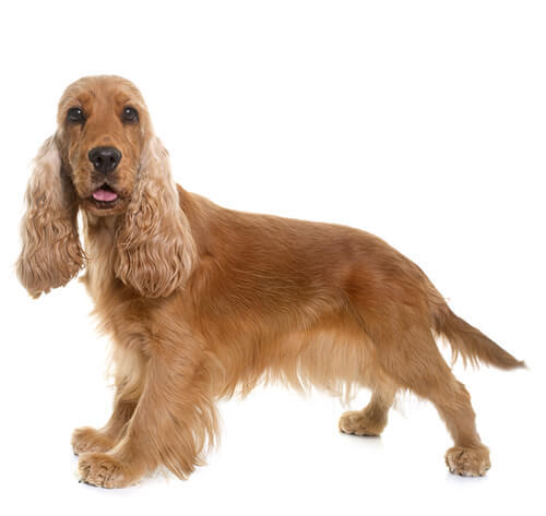 Cocker Spaniel (Engelsk)