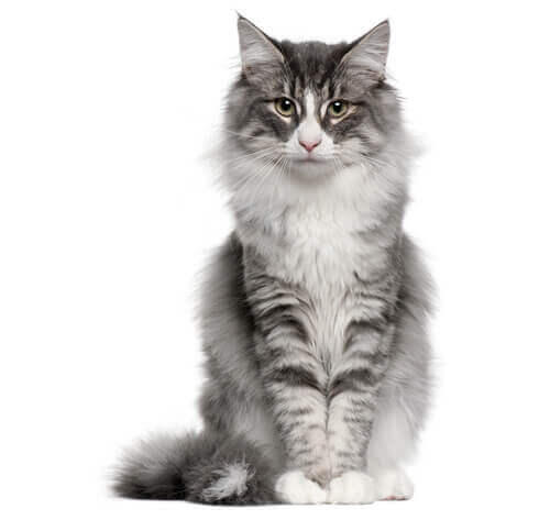 Norsk Skogkatt