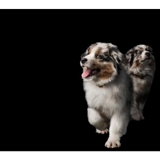 PRO PLAN Oppdretterklubb