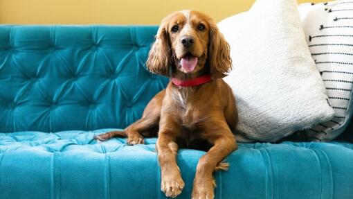 brun hund sitter på en blå sofa