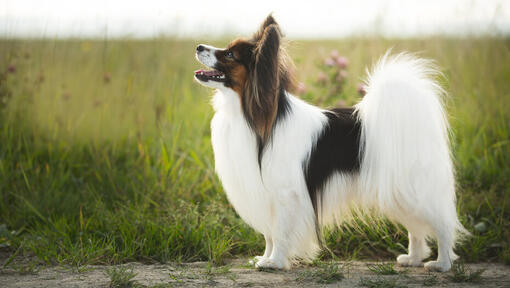 Sheltie i et felt med langt gress.