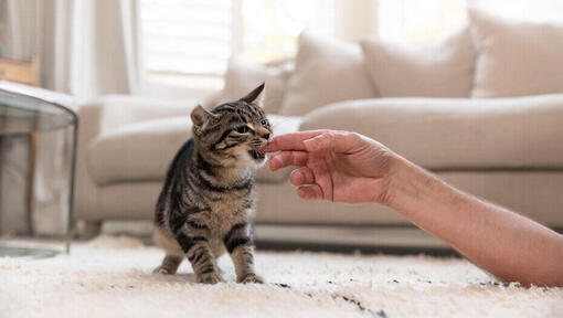 kattunge bitende finger