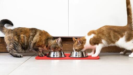 to katter som spiser fra skåler ved siden av hverandre