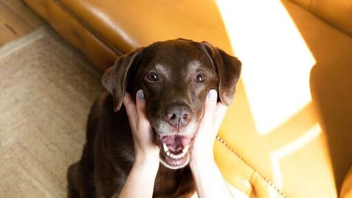 Sjokolade Labrador med eier som holder munnen åpen.